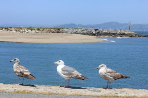 San Francisco Ferry Building seagulls by little luxury list