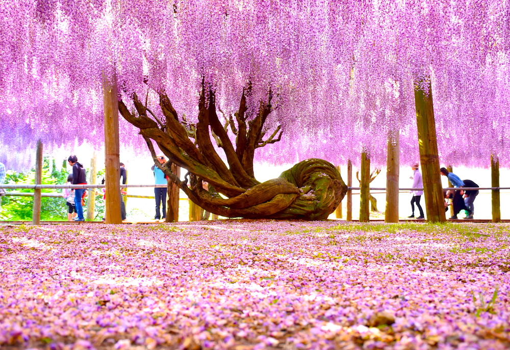 wisteria tunnels in Japan - pink view from ground