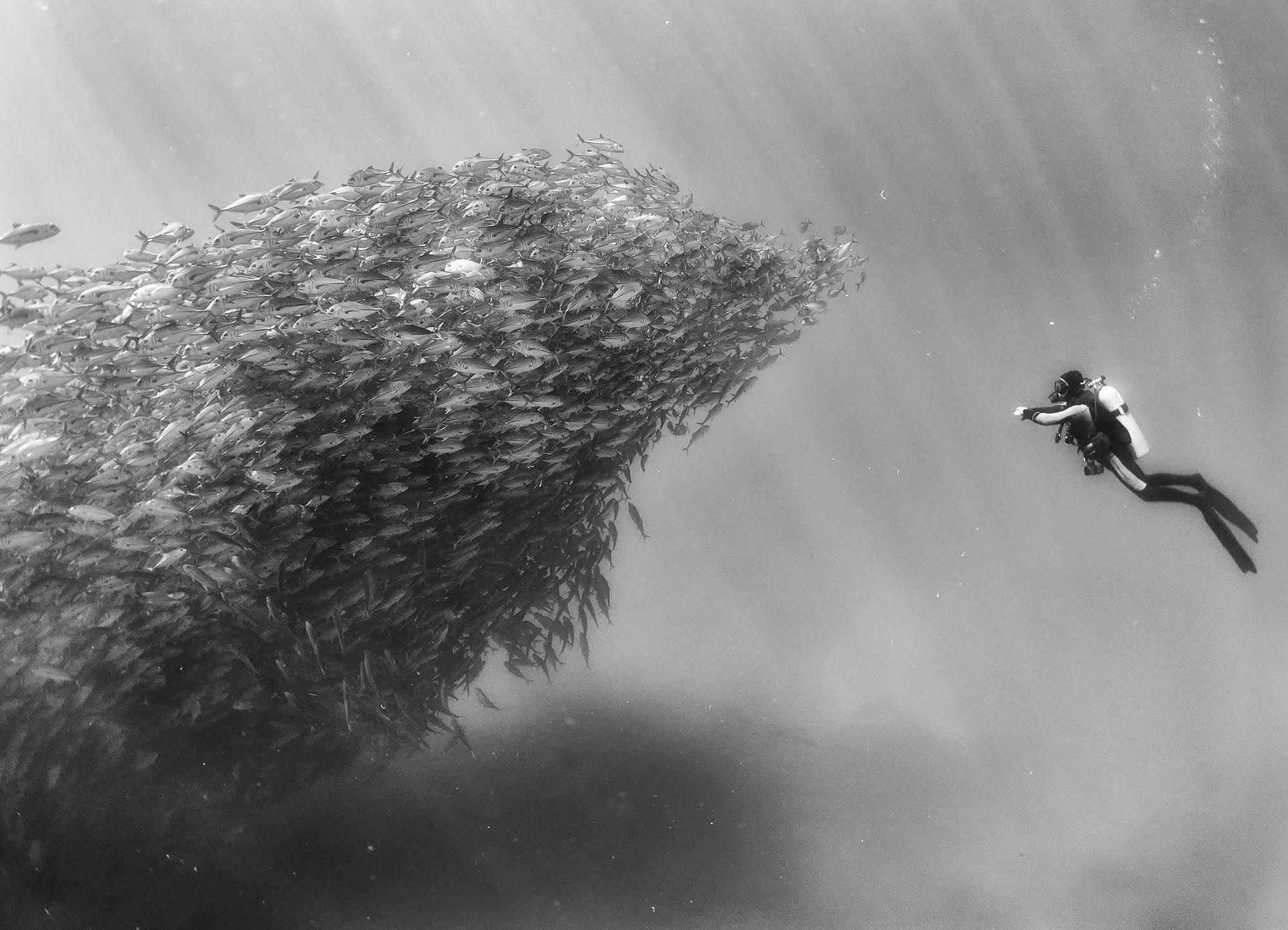 Black and white underwater photography by Anuar Patjane - school of fish